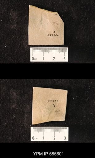 undet. Culicidae