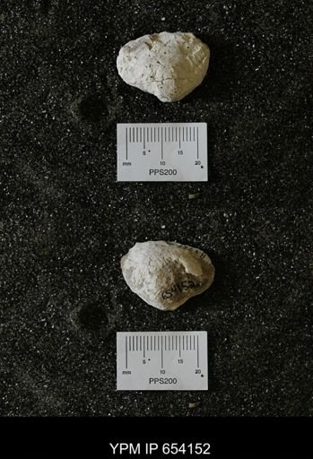 undet. Bivalvia