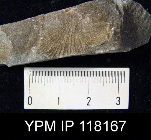 Brachyprion crassomata