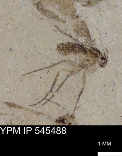 Mycetophilidae?