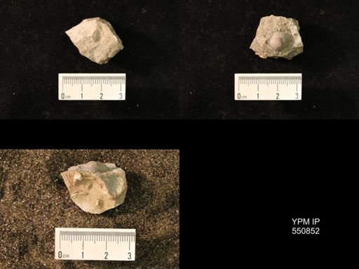 Marginifera wabashensis