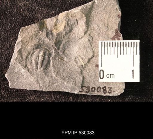 Elrathia kingi