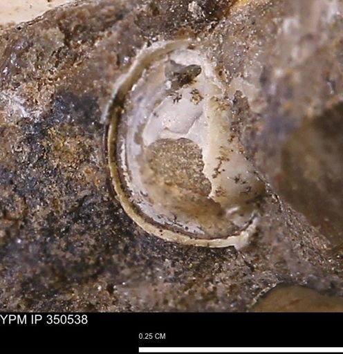undet. Mollusca
