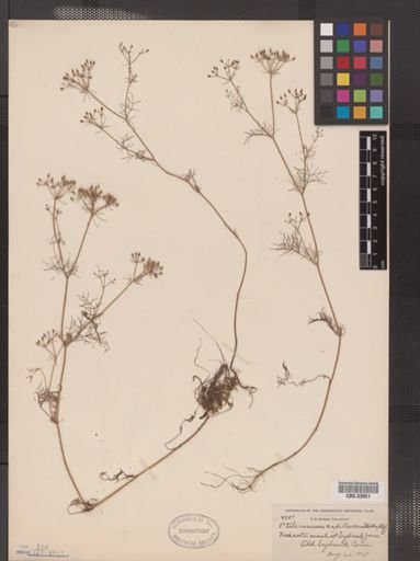 Ptilimnium capillaceum