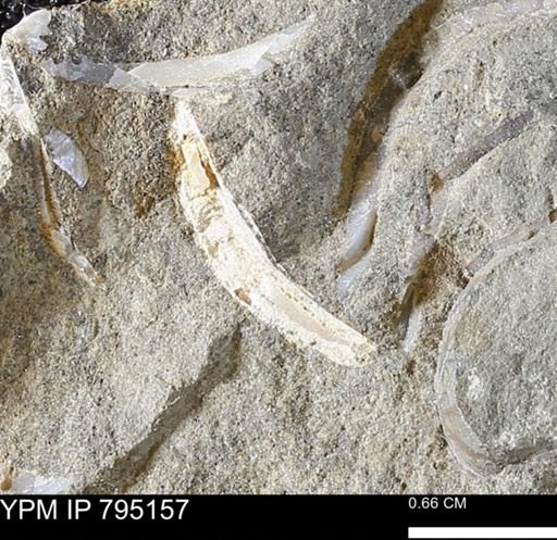 undet. Bivalvia