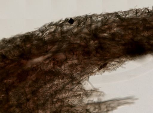 Halichondria