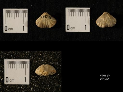 Wellerella osagensis