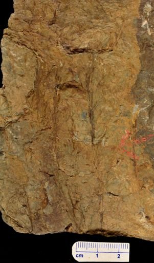Tetraxylopteris sp.