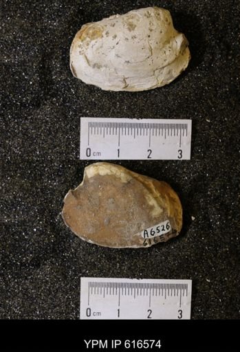 Corbicula?