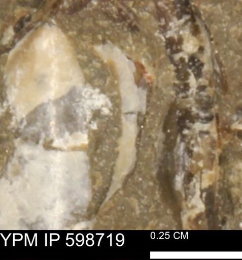 Mollusca