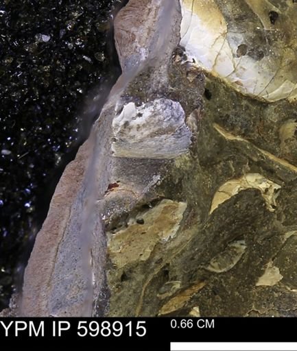 undet. Mollusca