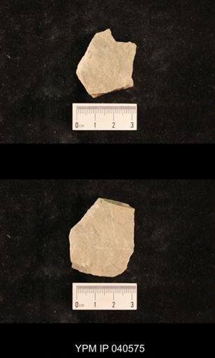 Protorthoptera