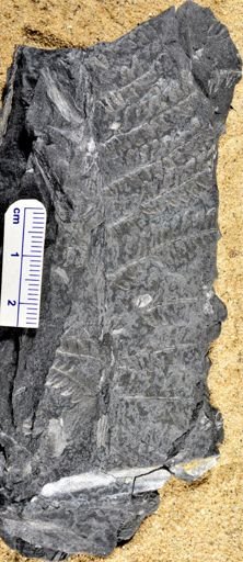 Pecopteris sp.