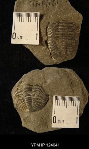 Phacops rana