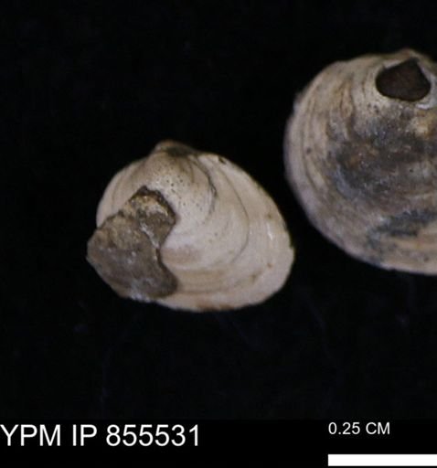 Limopsis striatopunctatus