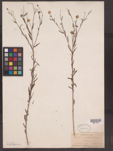 Linum usitatissimum