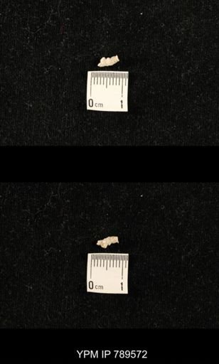 undet. Bryozoa