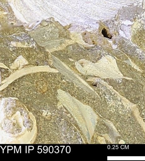 Protocardia?