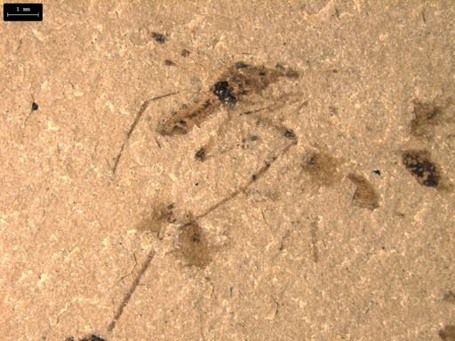 undet. Diptera