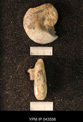 Hoploscaphites nicolletii