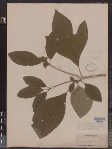 Sassafras variifolium
