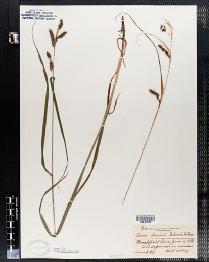 Carex davisii