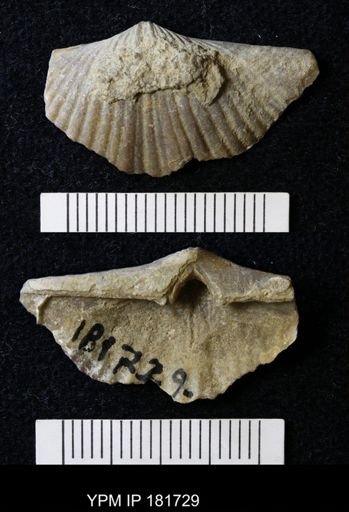 Brachythyrina?