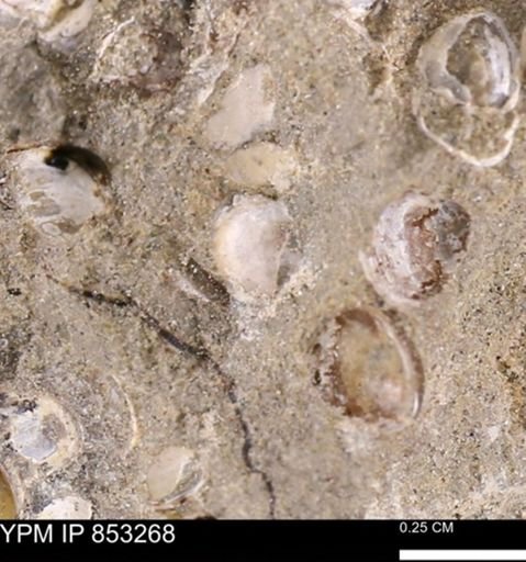undet. Bivalvia