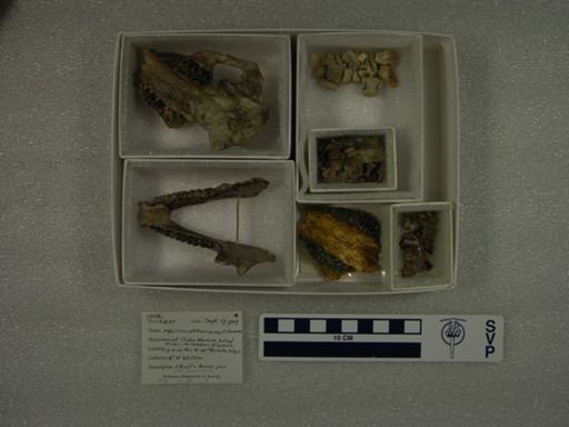 Meniscotherium chamense