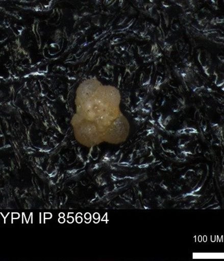 undet. Foraminiferida