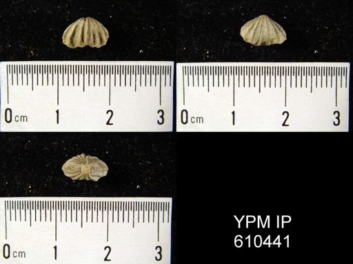 undet. Rhynchonellida