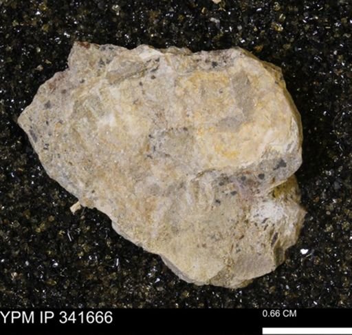 Scaphites sp.