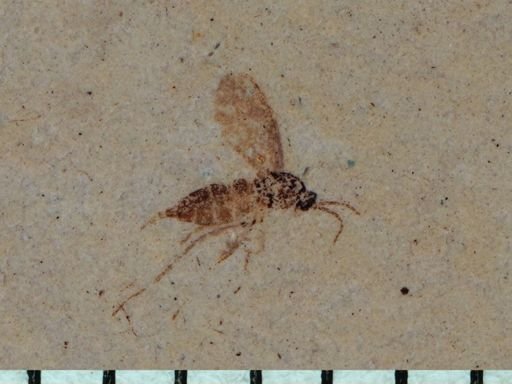undet. Diptera