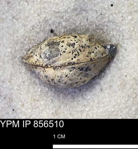 Limopsis striatopunctatus