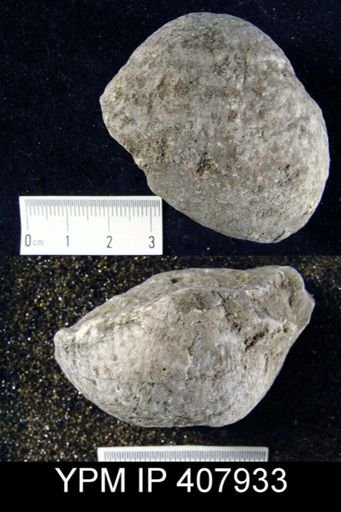 Buxtonia cf. scabricula
