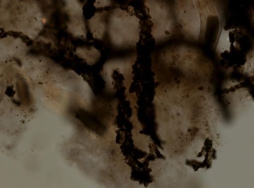 Dysidea fragilis
