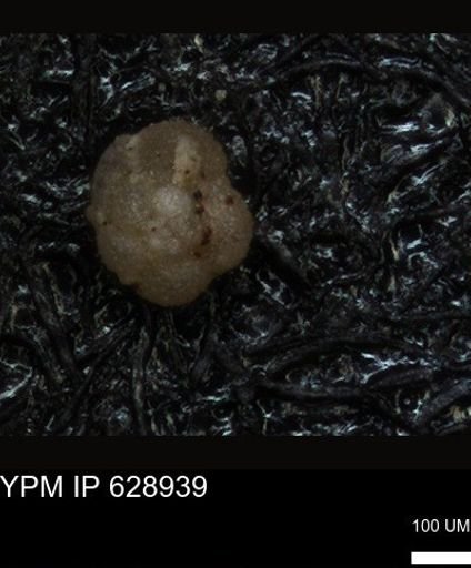 undet. Foraminiferida