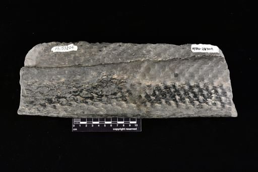 Lepidodendron sp.
