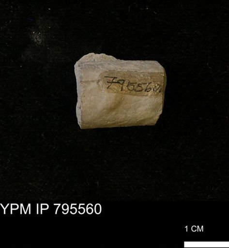 Baculites sp.