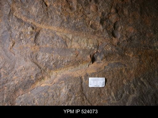 undet. Arthropoda