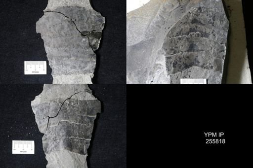 Eurypterus pittsfordensis?