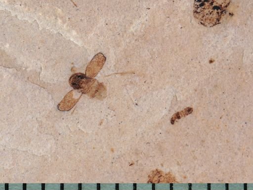 undet. Coleoptera