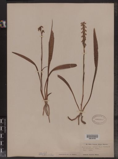 Spiranthes cernua