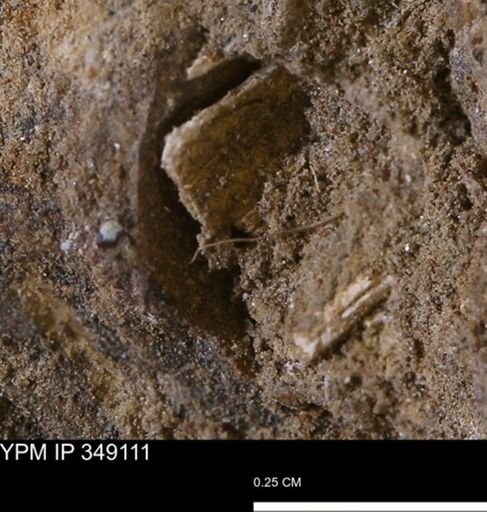 undet. Mollusca
