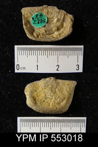 Leptaena rhomboidalis