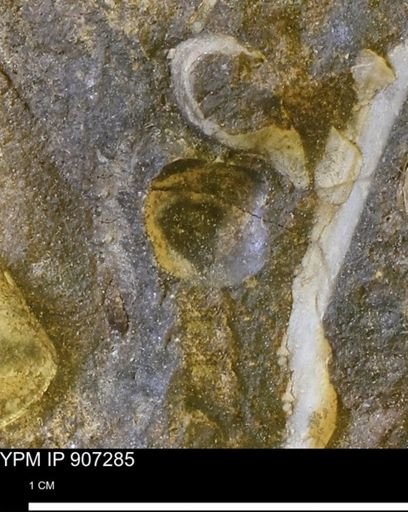 undet. Bivalvia