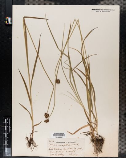 Carex microptera