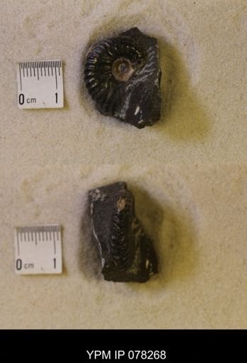 Hoploscaphites comprimus