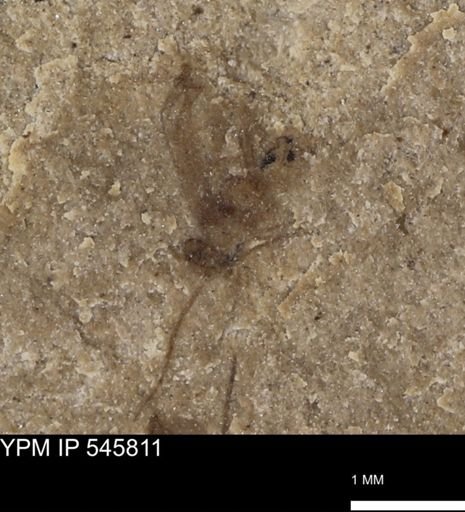 undet. Insecta