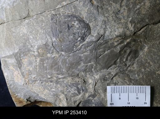 undet. Eurypterida